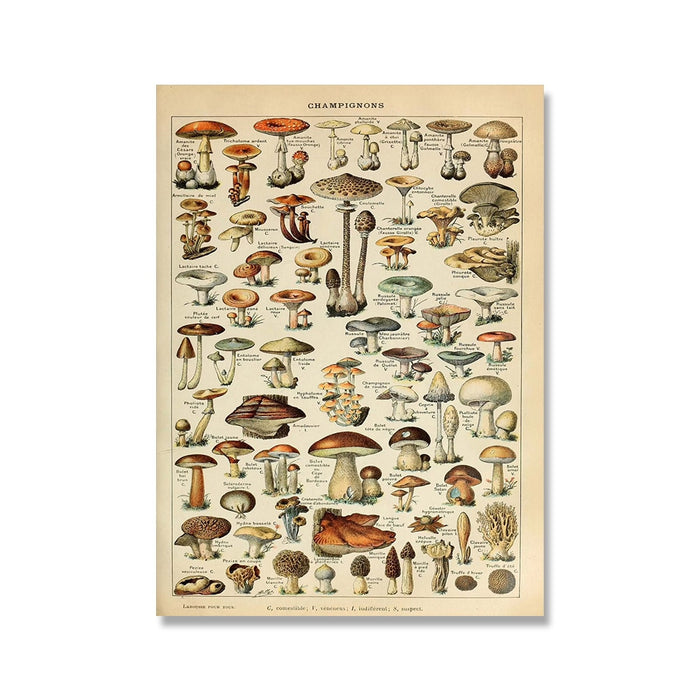 "Lemmikki" Vintage Botanical Prints Canvas Collection BO-HA 21 cm x 30 cm / 8.2″ x 11.8″ Champignons