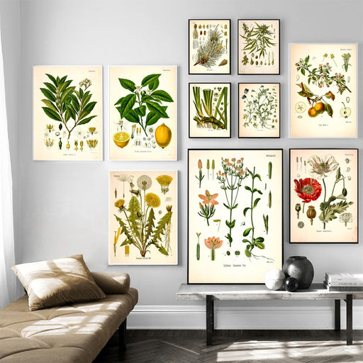 Vintage Botanical Prints — BO-HA